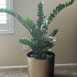 Faux ZZ Plant