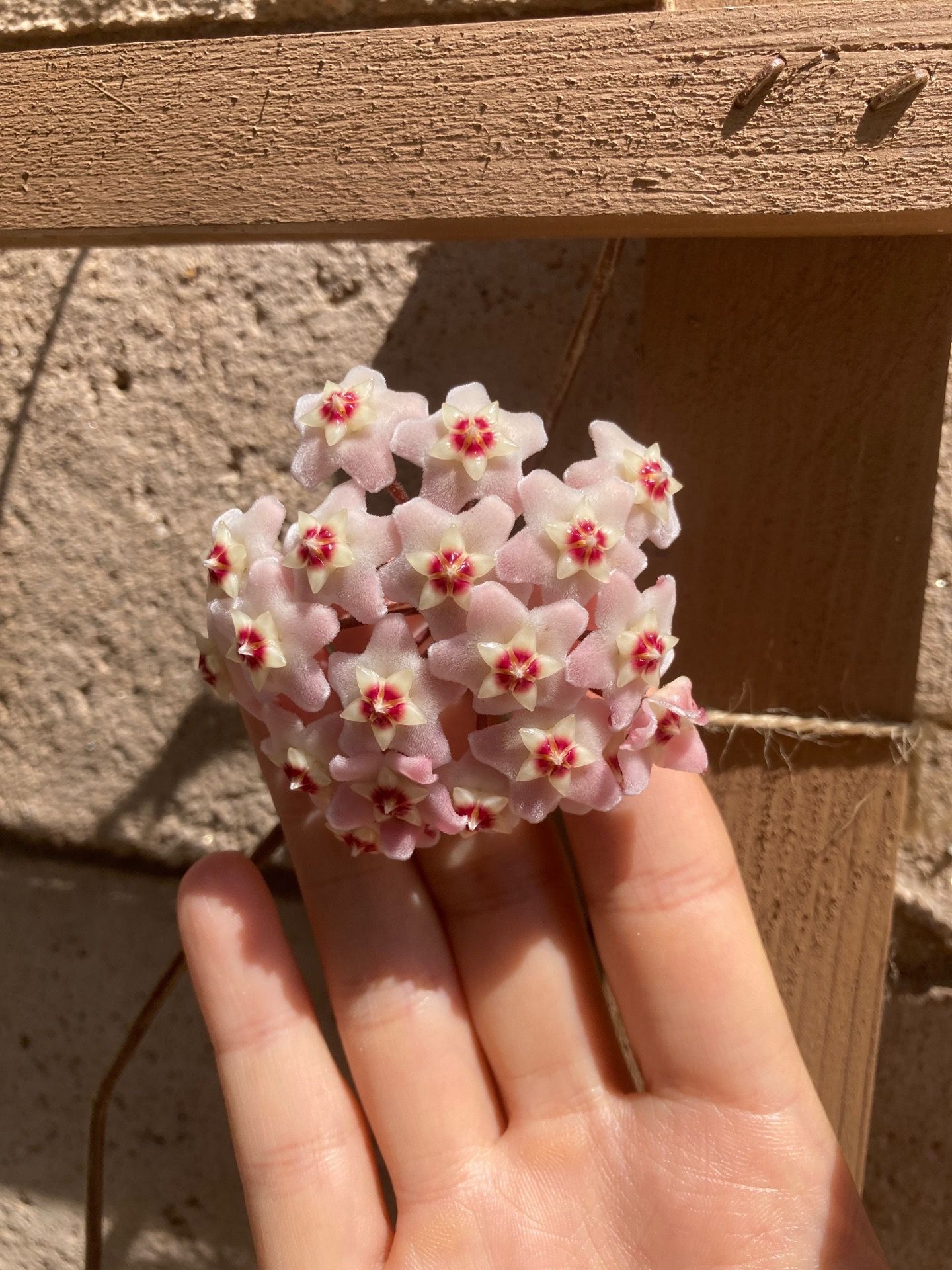 Hoya Carnosa Porcelain Flower Wax Plant Houseplant, Smaller 4”