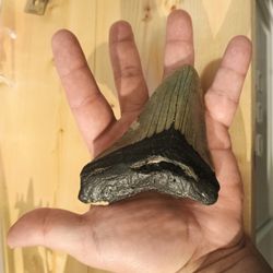 Megalodon Tooth