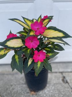 Compact Tropical Rose Outdoor Morning Sun Plant, In 1 Gallón Pot Pick Up Only