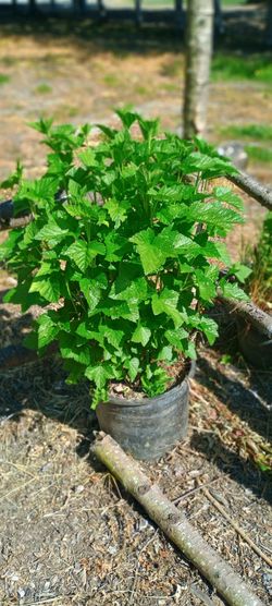 Large Organic Black current red and white currant berry plants ( 10 -15  gallon pot)
