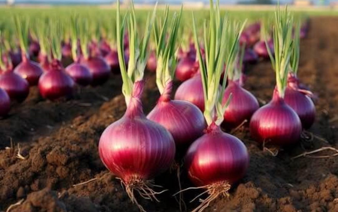 $7.00 each six pack Onions Plant’s 🧅/ Plantas de Cebollas🧅$7.00 el paquetito