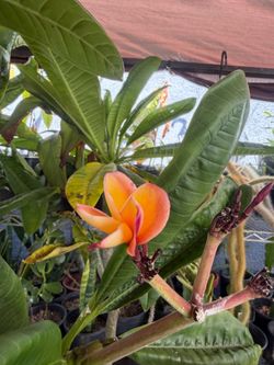 Cutting plumeria