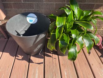 Plant 🪴 included with 13.5” H x 14” W Root & Vessel Artstone Cali Planter has aeration chamber