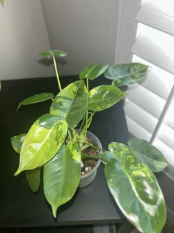 Highly Variegated Philodendron Burle Marx