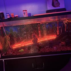 55 Gallon Fish Tank 