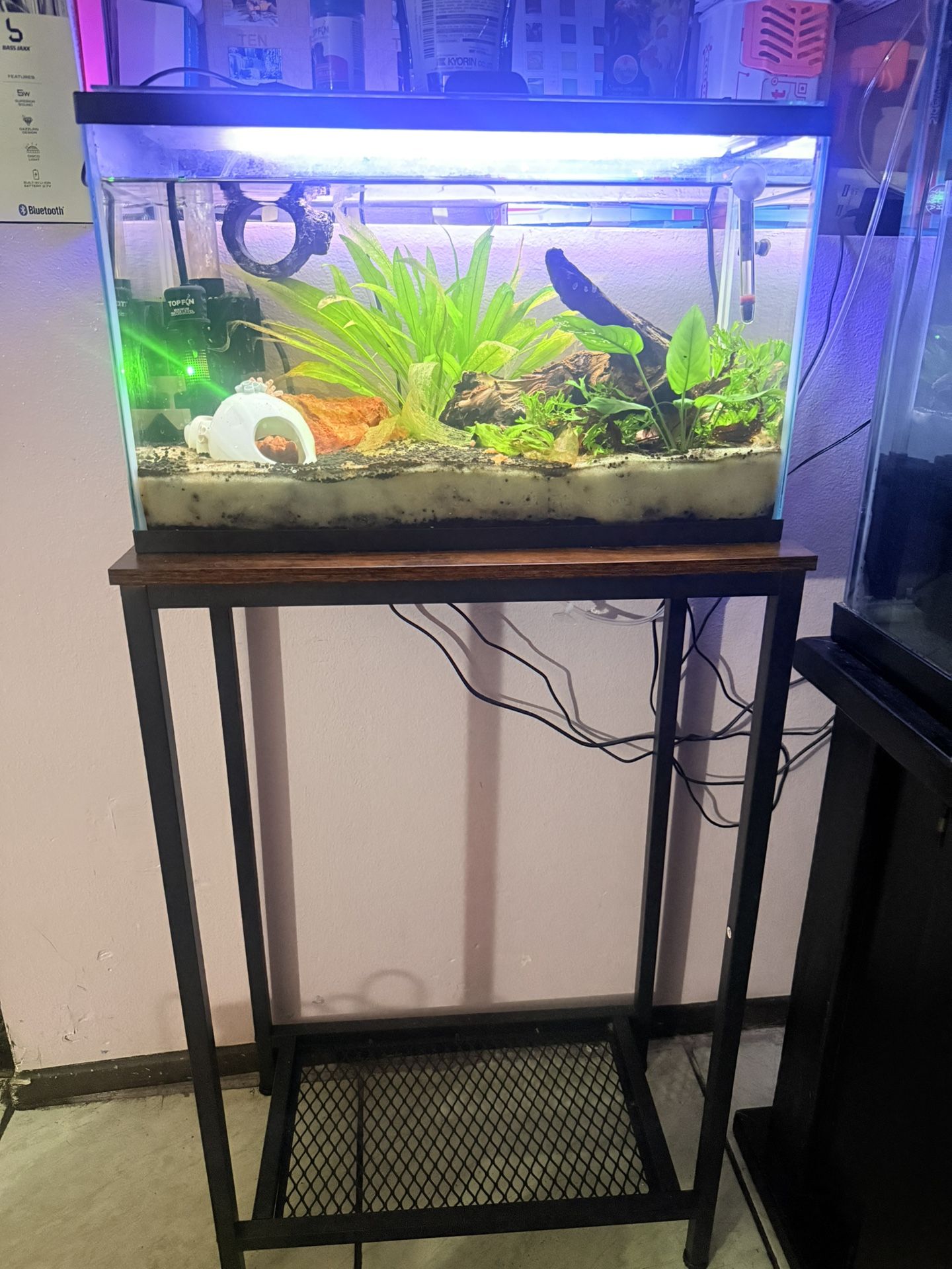 Betta Fish tank