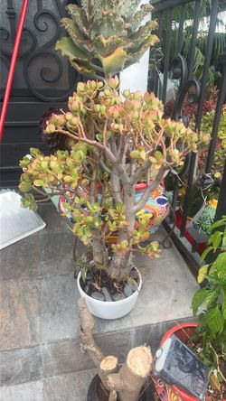 Lucky Jade plant with white glass pot