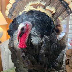 Full Body Turkey Taxidermy Standing Mount Large 