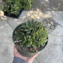 6” Haworthia Succulent