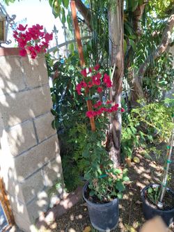 Plant  for sale bush