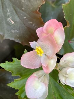 Begonia $15