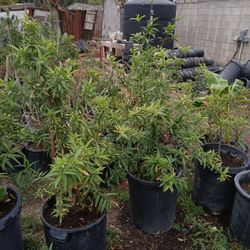 Plantas Mediciinales Arboles De Fruta  Maguey De Pulgue Y De Tegiul 