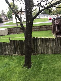 black walnut tree