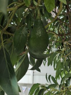 Avocado From My Tree