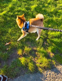I walk dogs and sittdogs any size as long as they're nice 👍