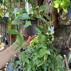 Hoya Carnosa 
