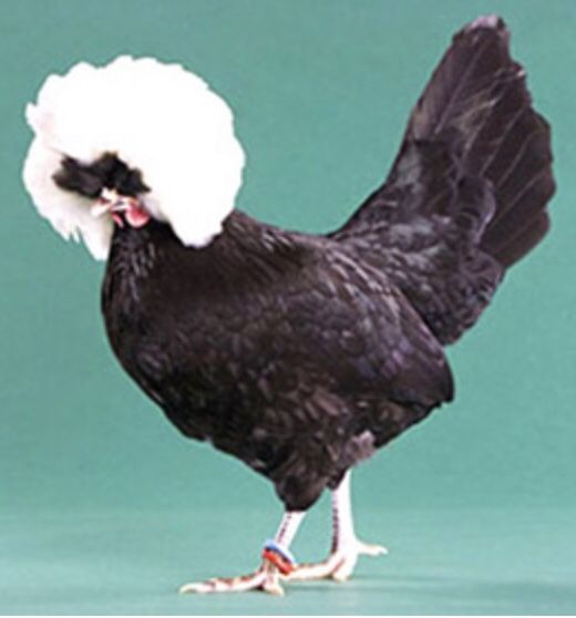 White bearded polish banty rooster, super friendly