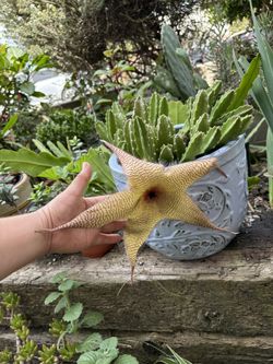 Stapelia Gigantea 