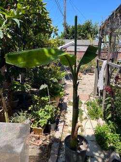 Thai Banana 6fts Tall Tree