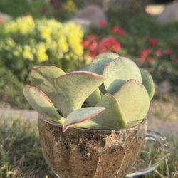 Tea Cup Succulent Plant Arrangements