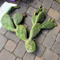 🌵 Prickly Pear Cactus Cutting Cacti 🌵 