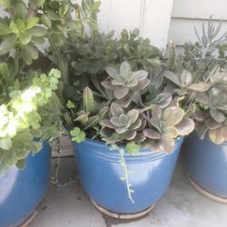 Lindo Arreglo De Suculentas 