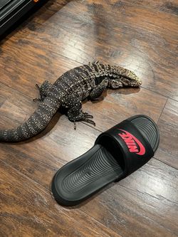 Black and white tegu Slides