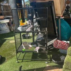 Ferret/Guinea Pig Cage