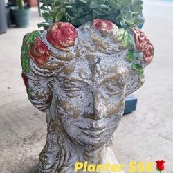 Planter rosas 🌹