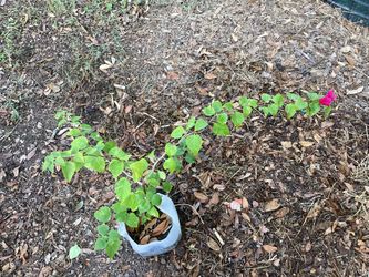 Night Blooming Jasmine Plant 