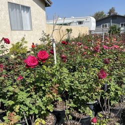 Roses