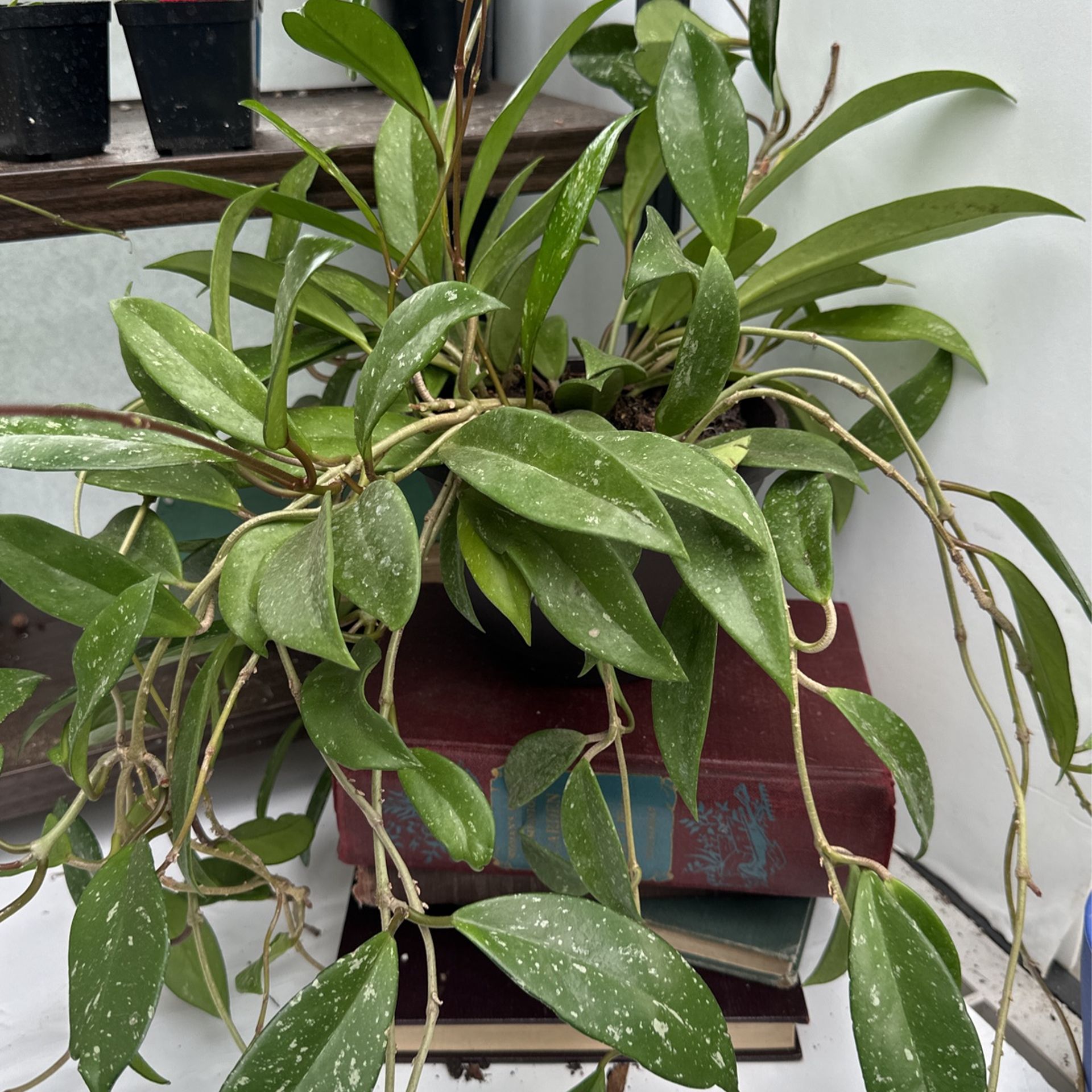 6” Hoya Pubicaylx