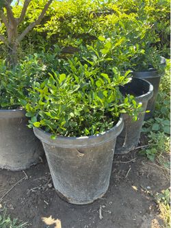 Kaffir Lime Tree in 15-gallo pot / $75
