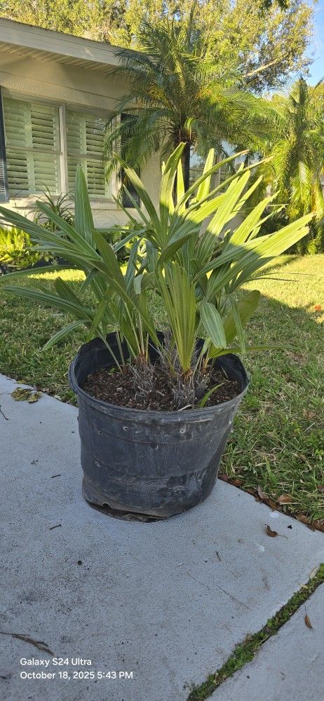 Exotic Palm Tree, ZOMBIE PALM! Multi Cluster Collectors Specimen