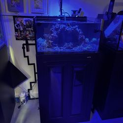Fish tank Innovative Marine 30 gallons saltwater fishtank aquarium