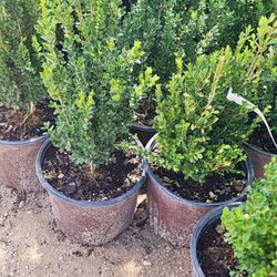 Boxwood