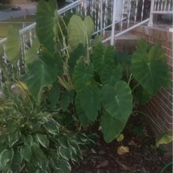 Giant Elephant Ear Plants For Sale