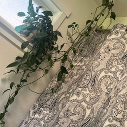 for sale - hanging plants