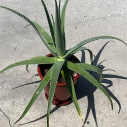 Indoor Agave Plant And Pepper Red Agave Lip Ceramic Pot 