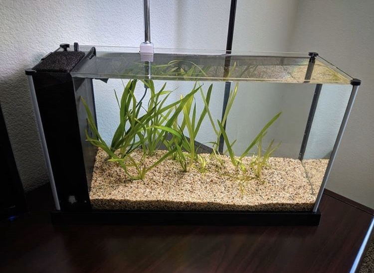 Fluval 5 Gallon Aquarium