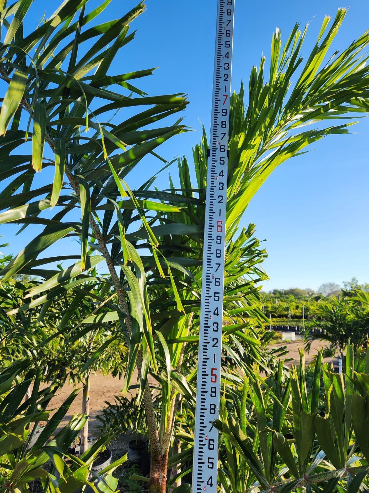 Foxtail Palm Trees In 25 Gallon Pot