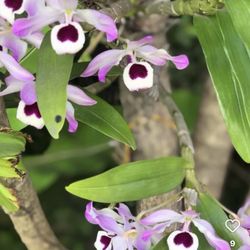 4” Dendrobium Nobile ( First Pic Is Example Of The Flower