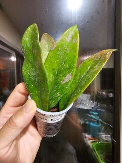Hoya pubicalyx royal hawaiian purple rooted starter plant_3 available