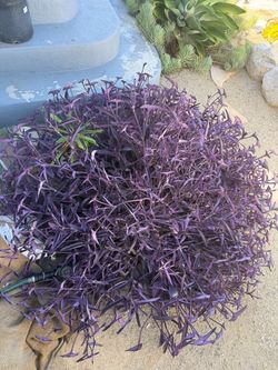 Purple Hearts Cuttings