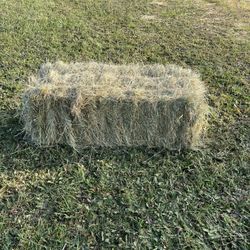 Fresh Cut Grass Hay