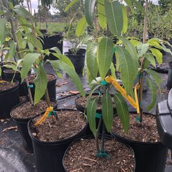 Grafted Mango Tree