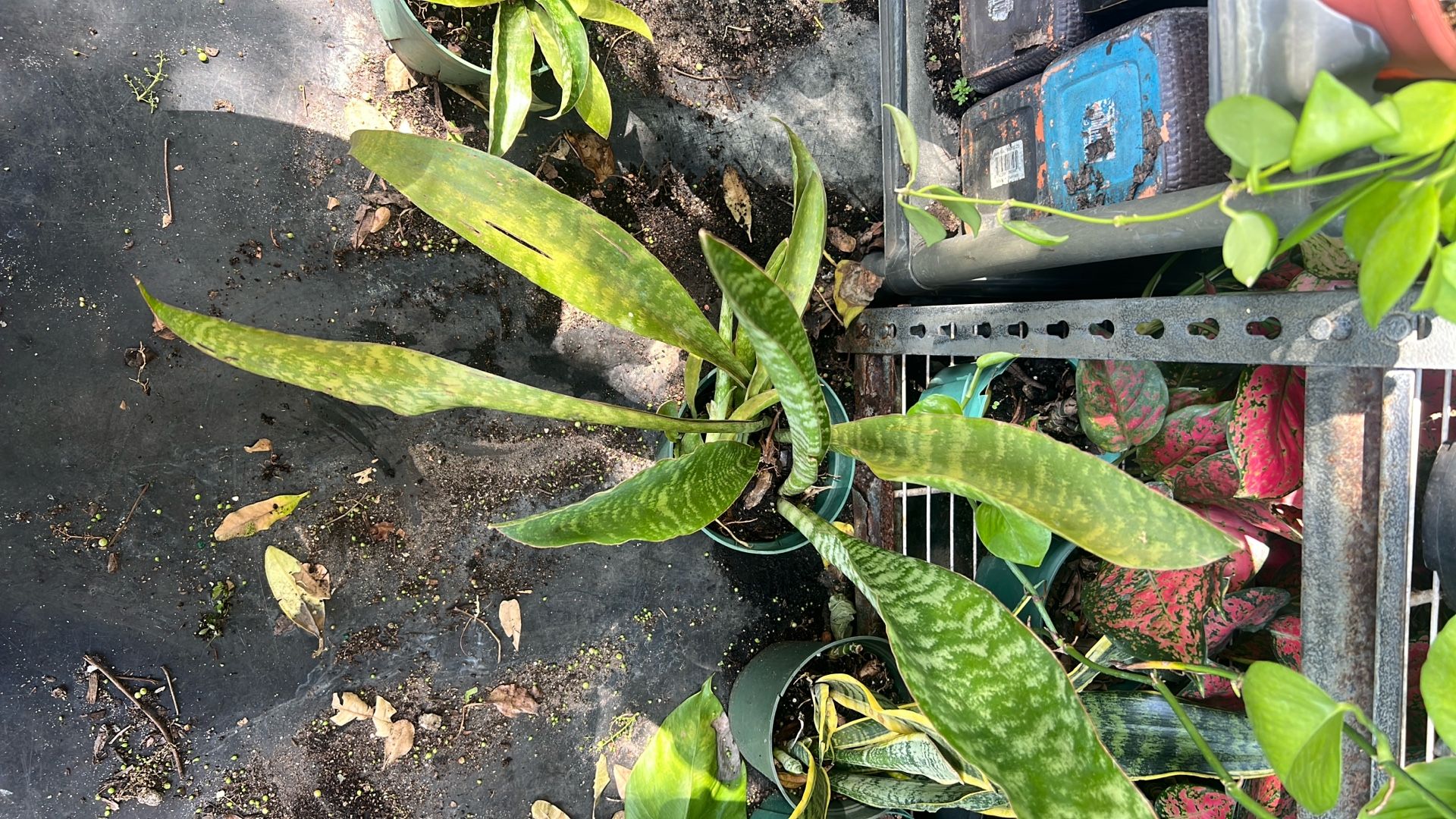 Snake Plant Jaboa Rare Or Aubrytiana Same