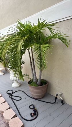 Palm trees