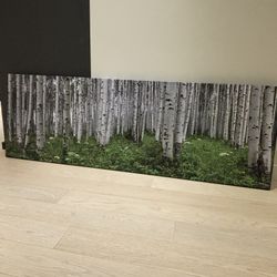 Aspen Trees / Rockies Canvas Art Print